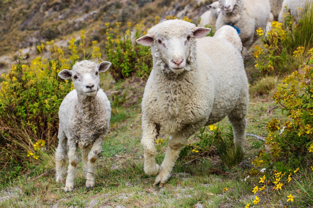 selective focus photography of two lambs on green grass
