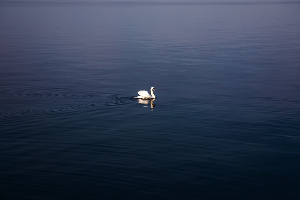 white duck on water