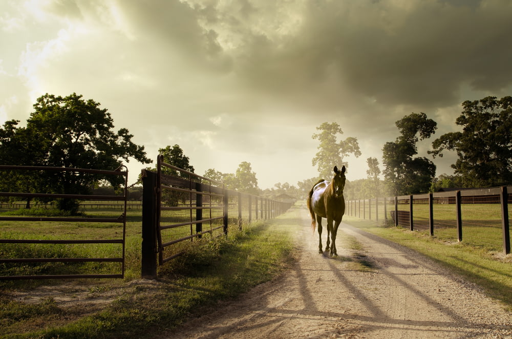 cheval sur un chemin de terre près des clôtures pendant la journée