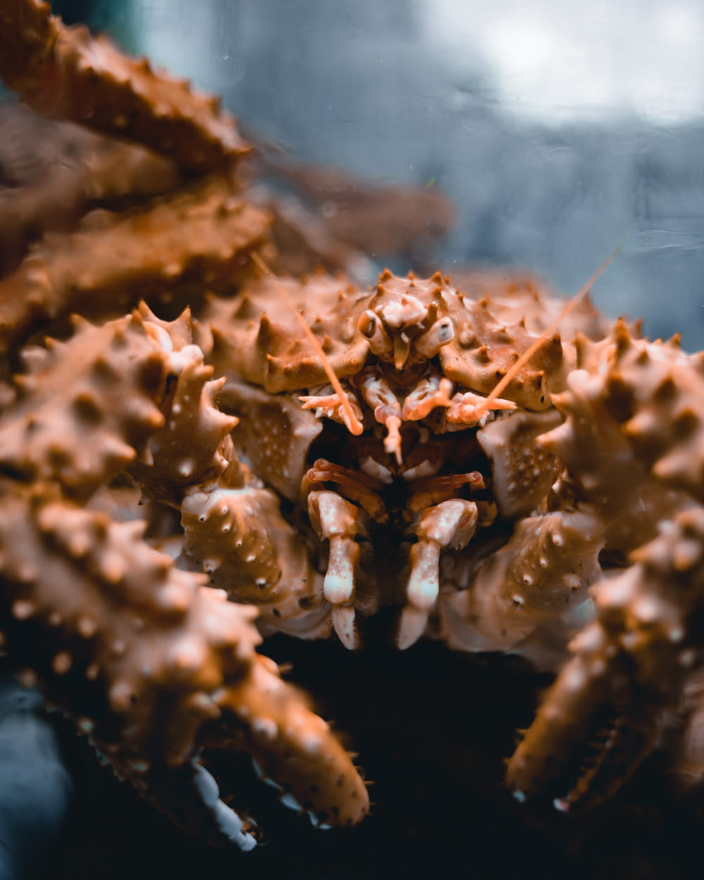 brown and white crab