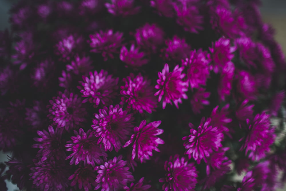 pink and black flowers