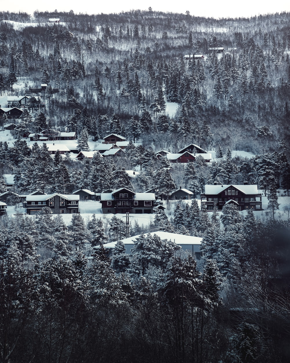 snow-covered houses surrounded with trees during daytime