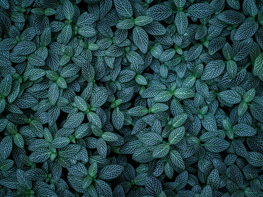 selective focus photography of green-leafed plants