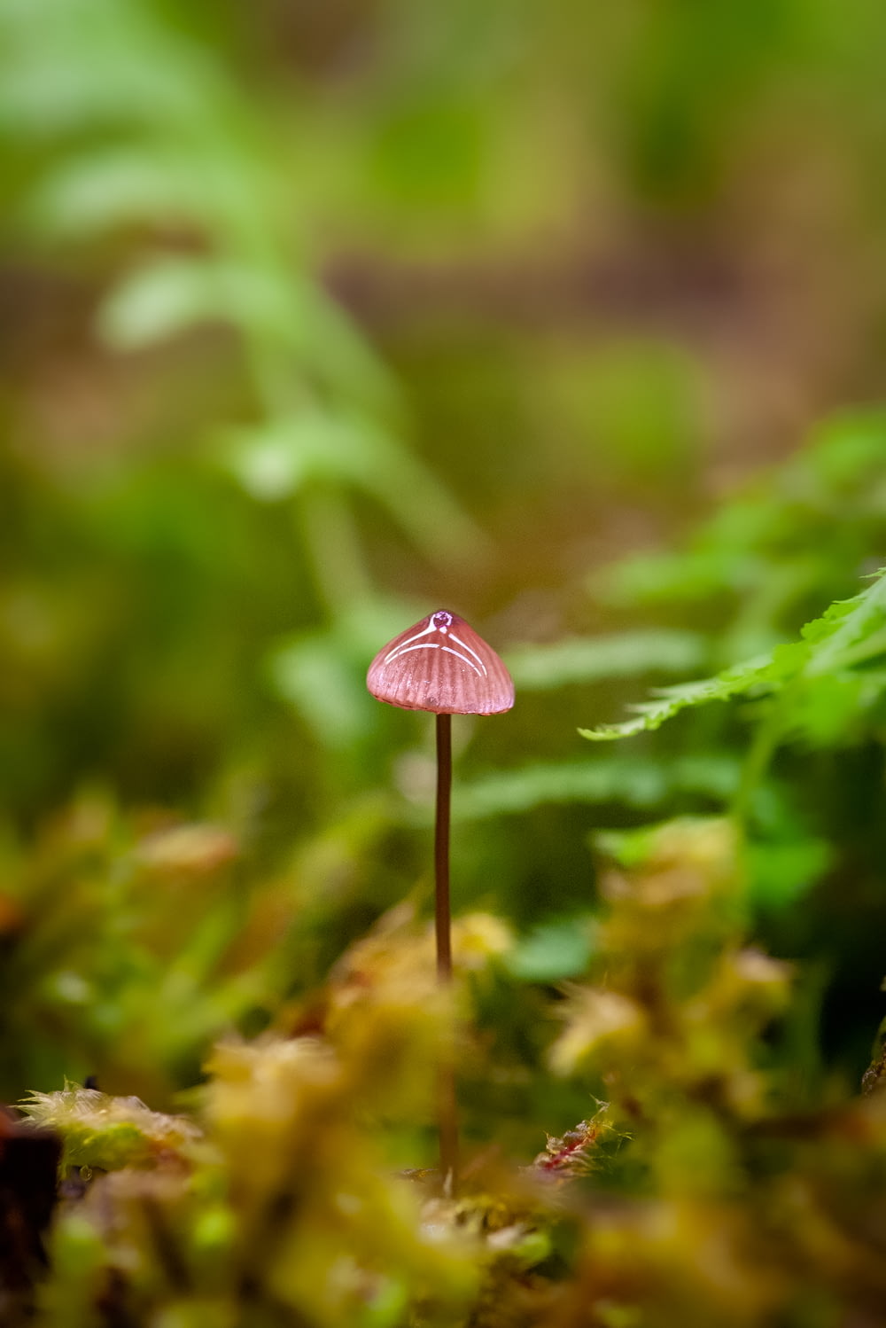 close-up photography of pink mushroom
