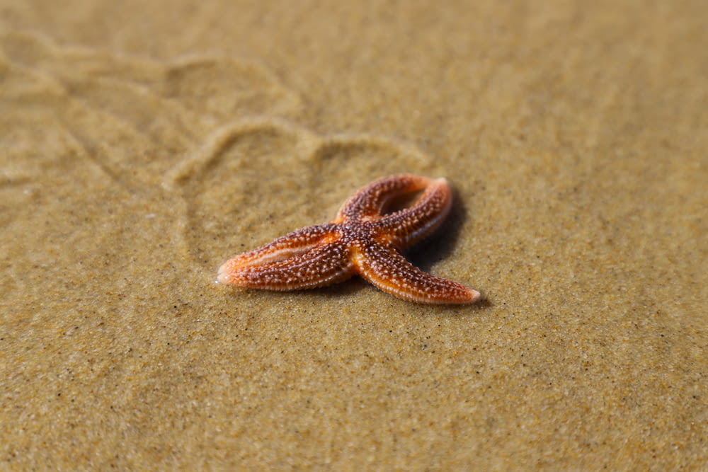 brown starfish