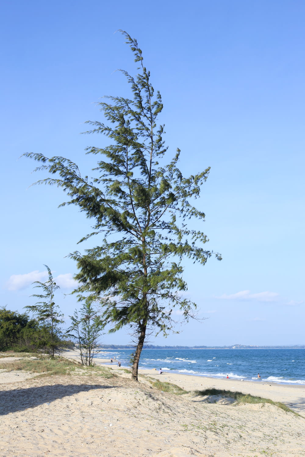 green-leafed tree on the seashore