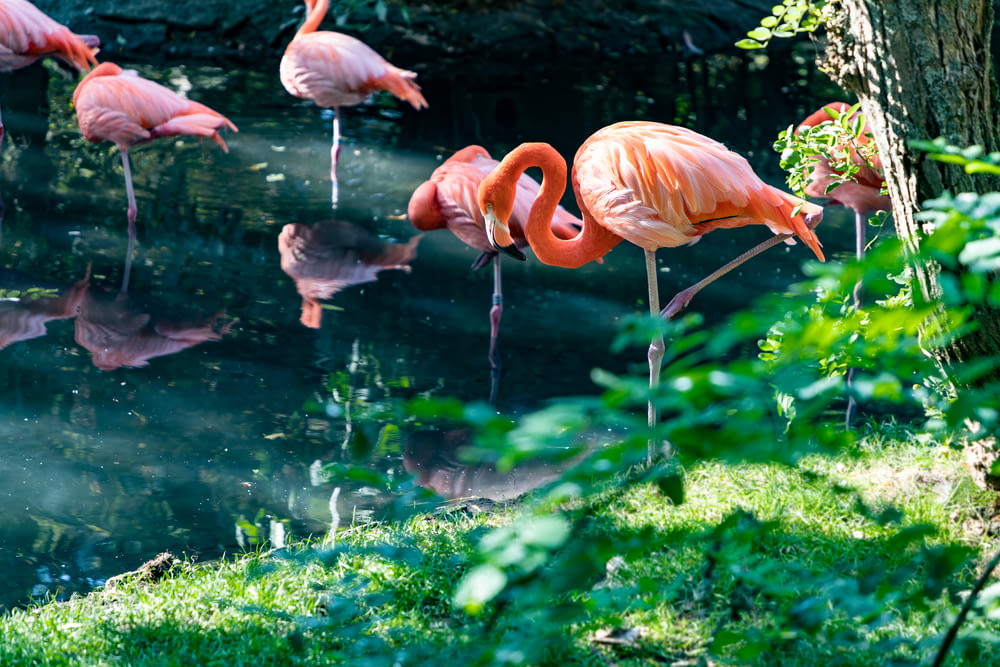 several flamingos