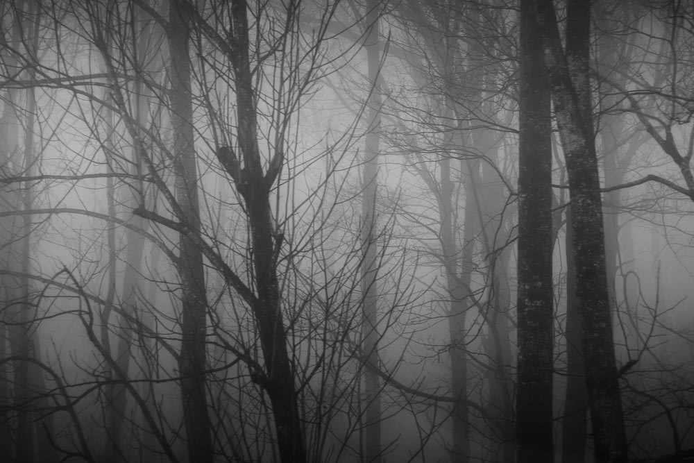 grayscale photography of bare trees
