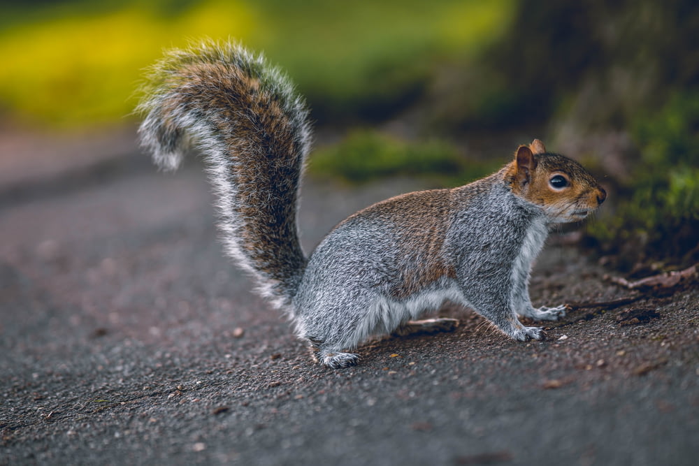 selective focus photography of squirrel on ground during daytime