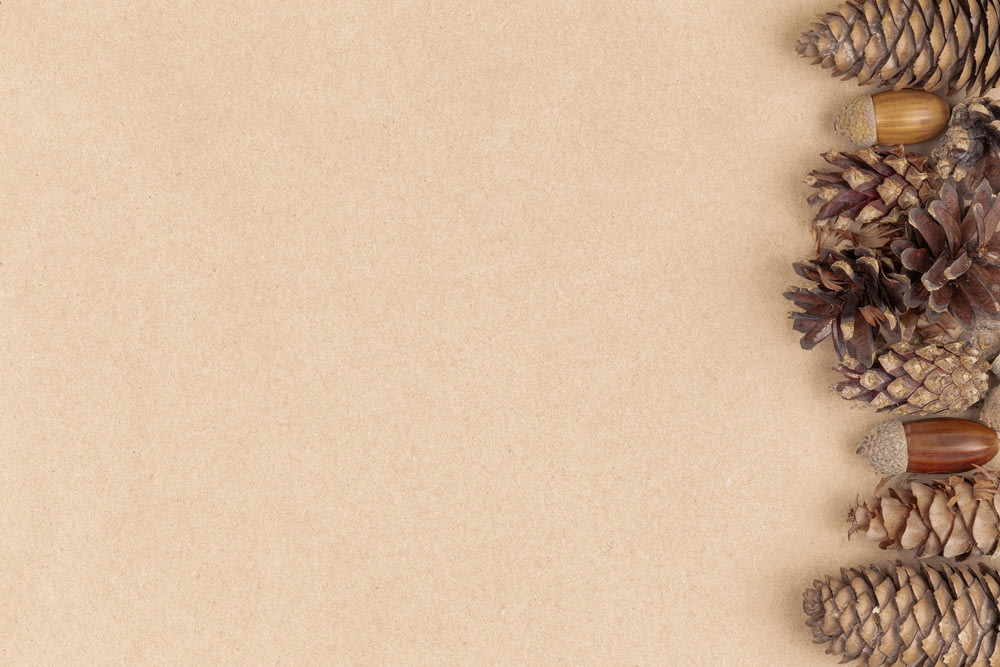 minimalist photography of brown pine cones and acorns in brown background