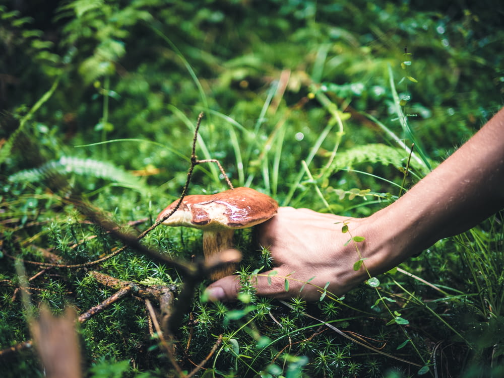 person picking brown mushroom from the ground