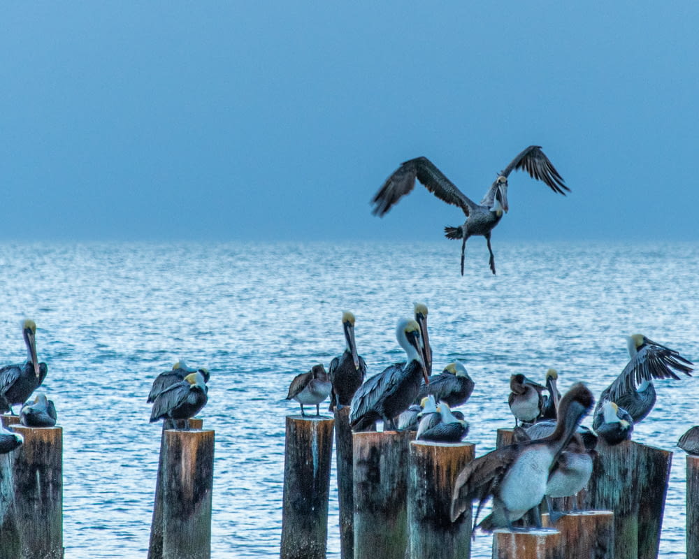 gray birds on wooden posts in sea