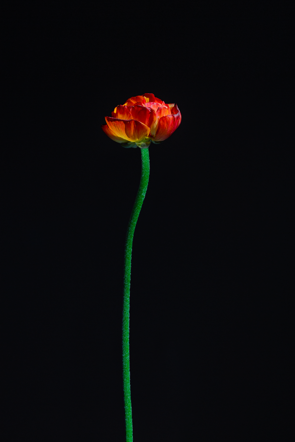 minimalist photography of red-petaled flower