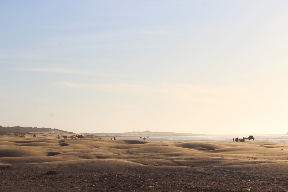 camel on desert during day