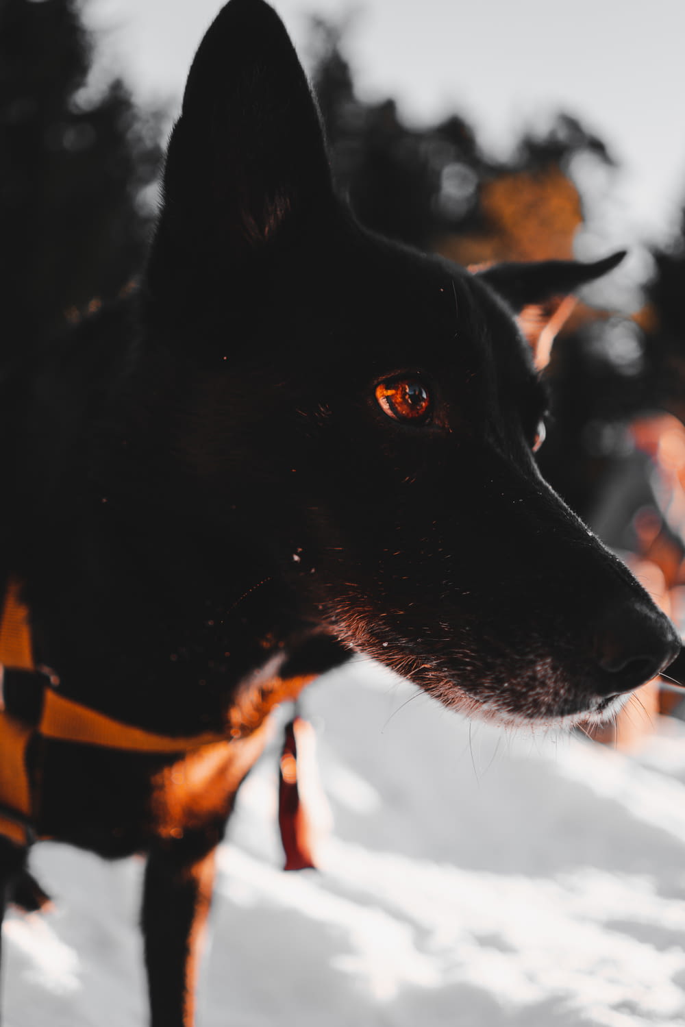 macro photography of short-coated black dog