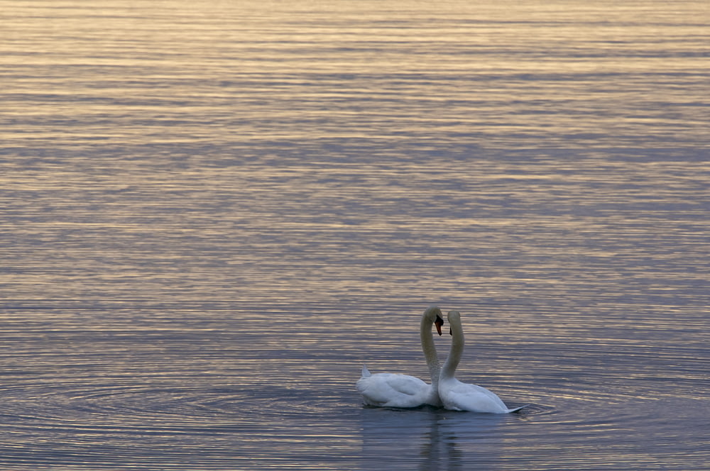 two white swans on water
