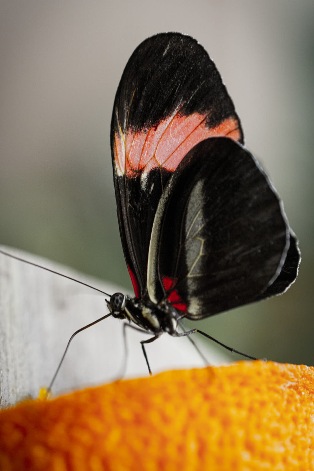 shallow focus photo of black and pink butterfly
