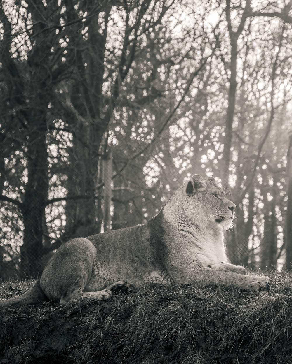 adult lioness lying on grass