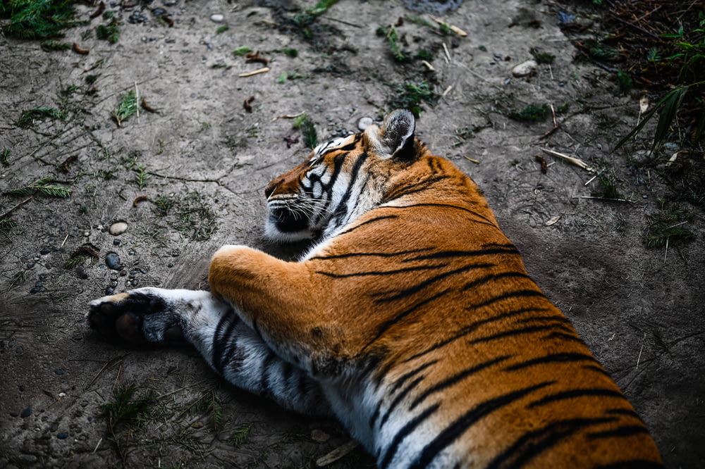 tiger lying on soil