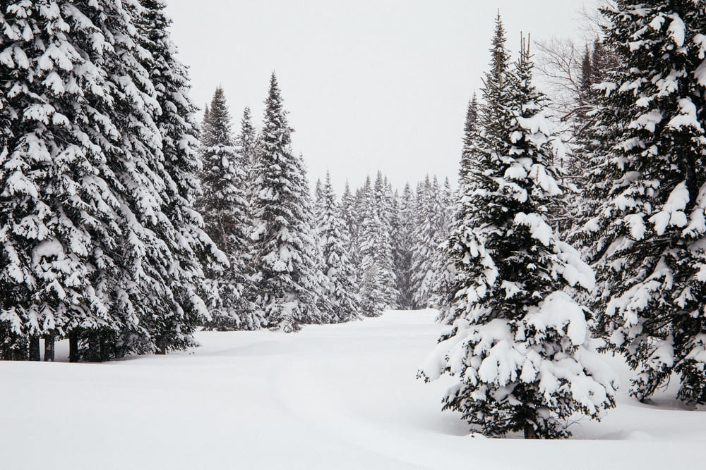 árvores cobertas de neve durante o dia