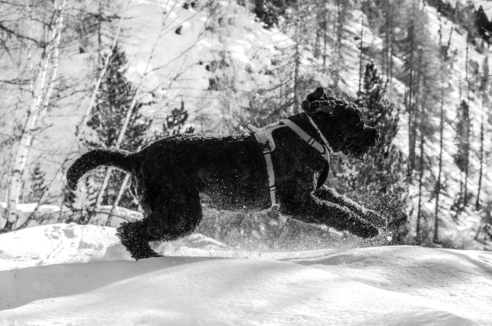 grayscale photography of short-coated dog running on snowy field