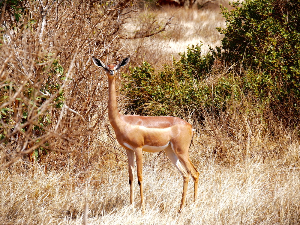 white-tailed deer on brown field