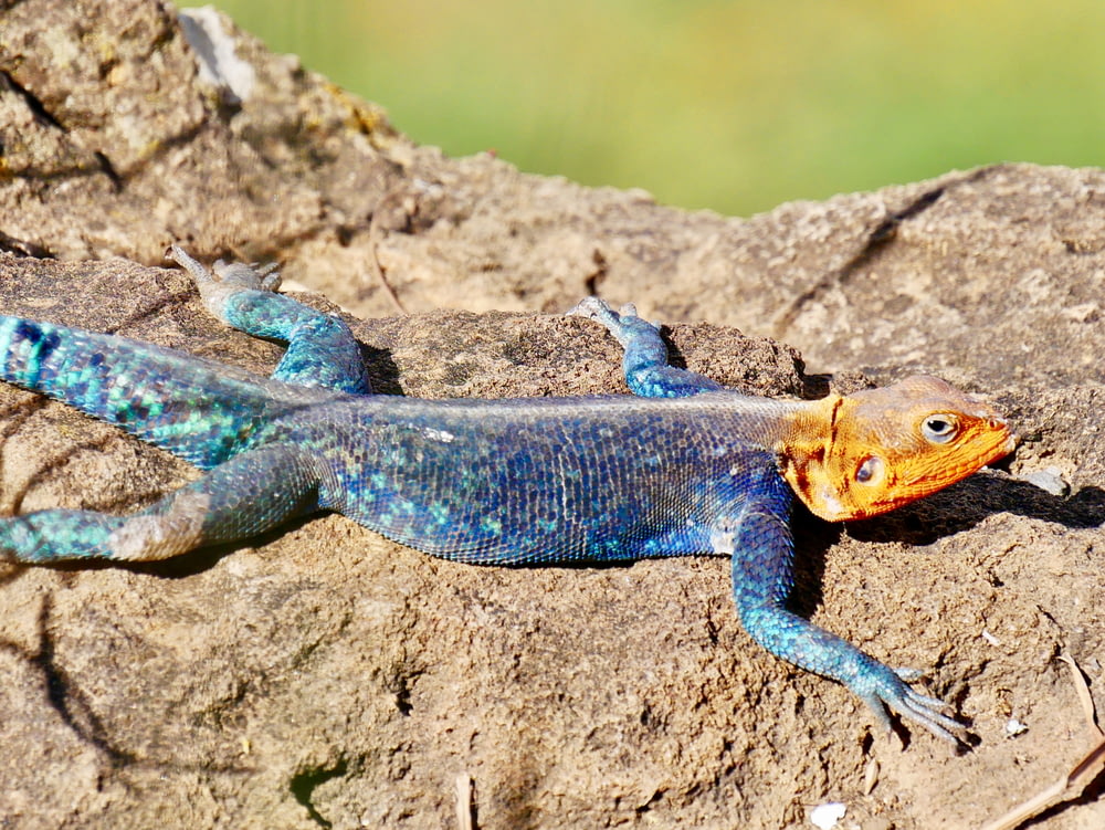 macro photography of blue and orange lizard on rock