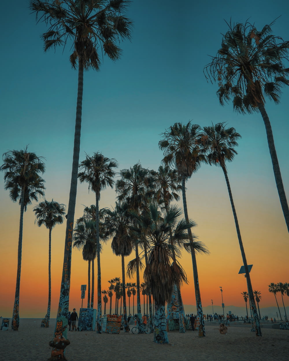 low angle photo of palm trees