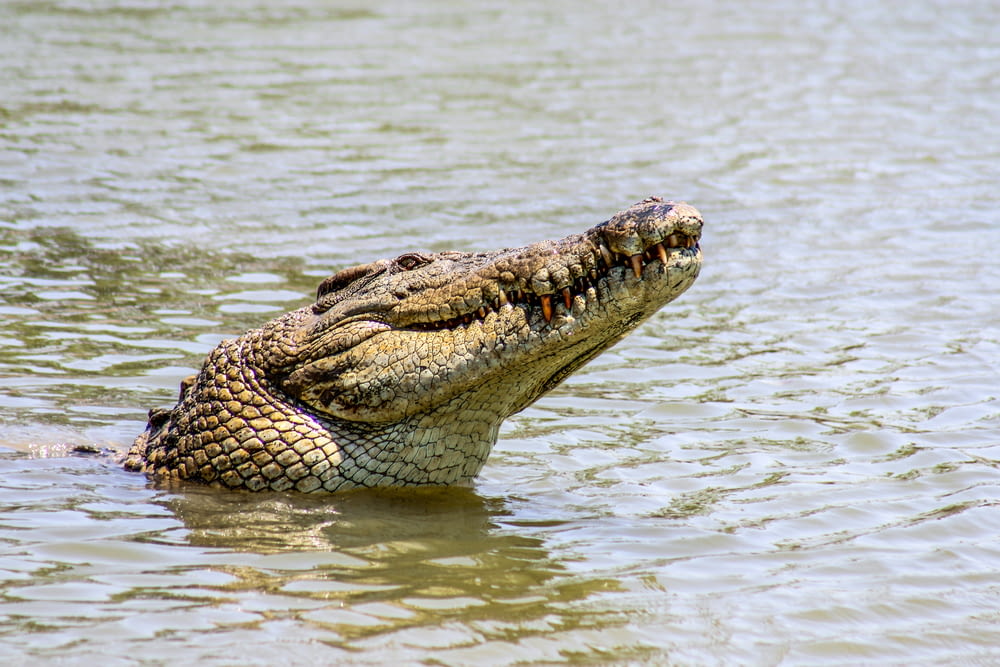 Krokodil tagsüber im Gewässer