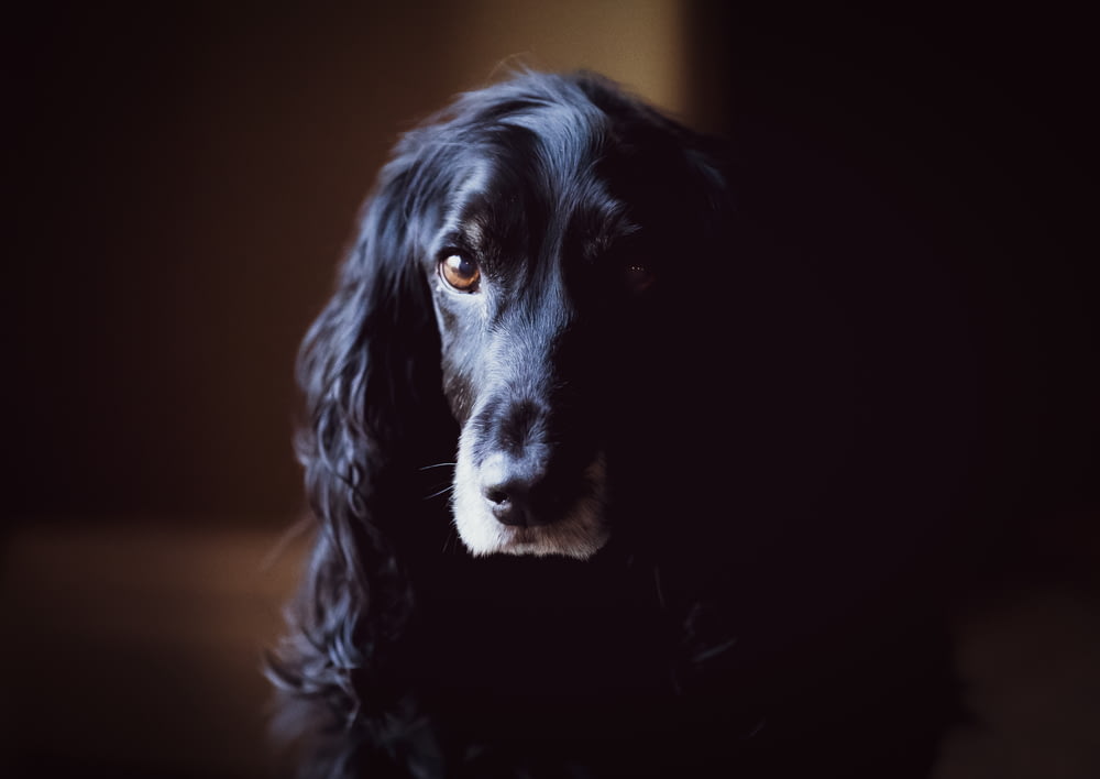 shallow focus photo of long-coated black dogf