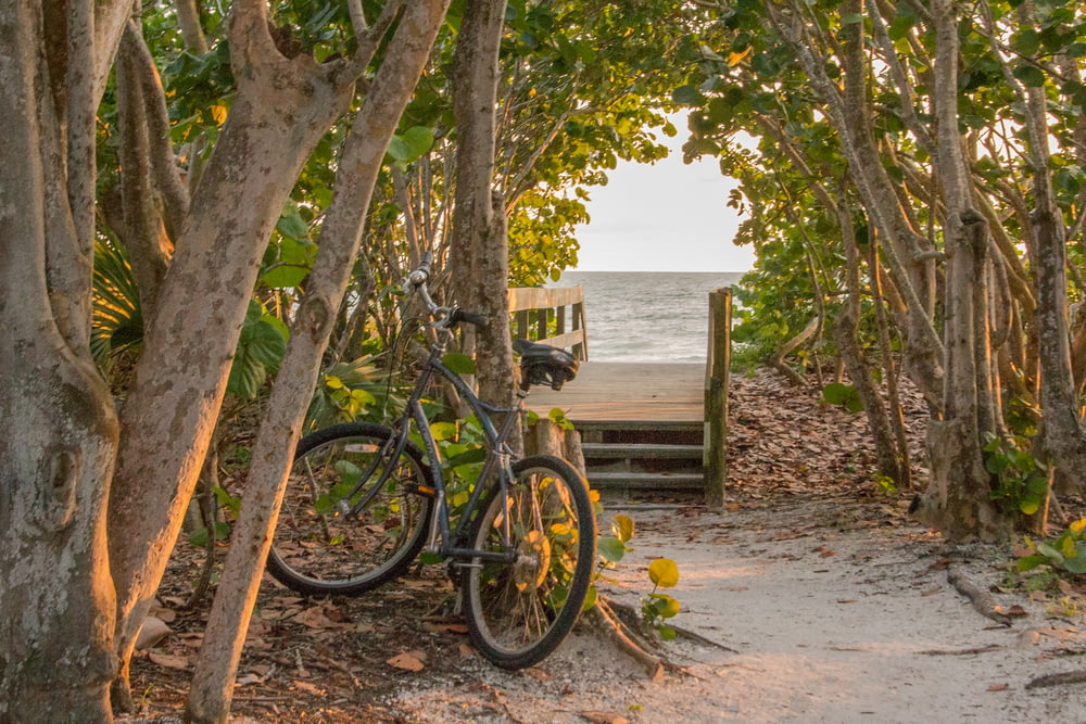 Una bicicleta está estacionada en un camino entre árboles