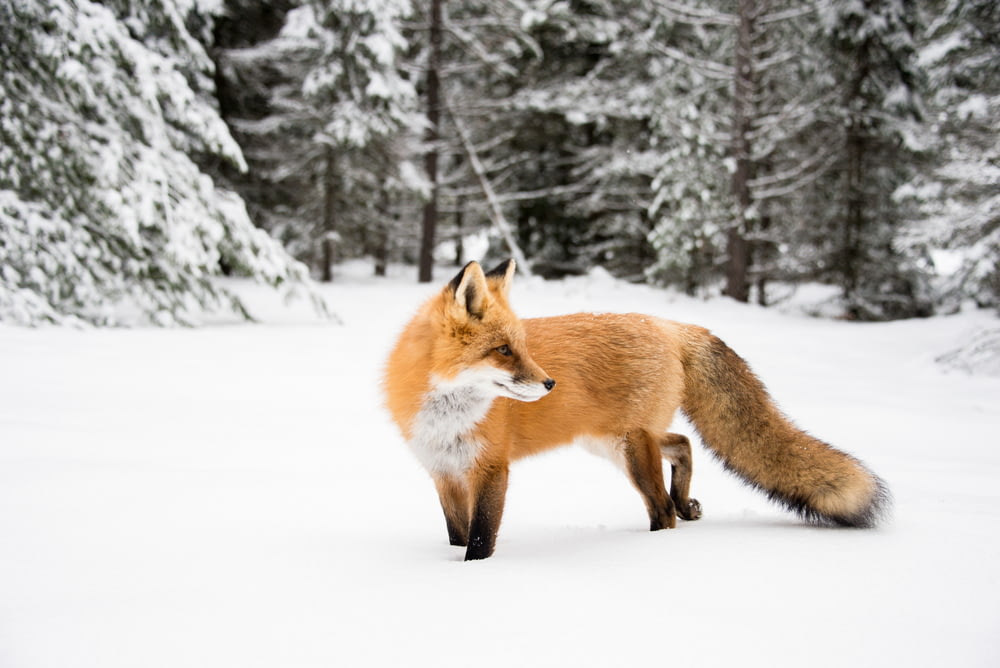 orange fox near trees