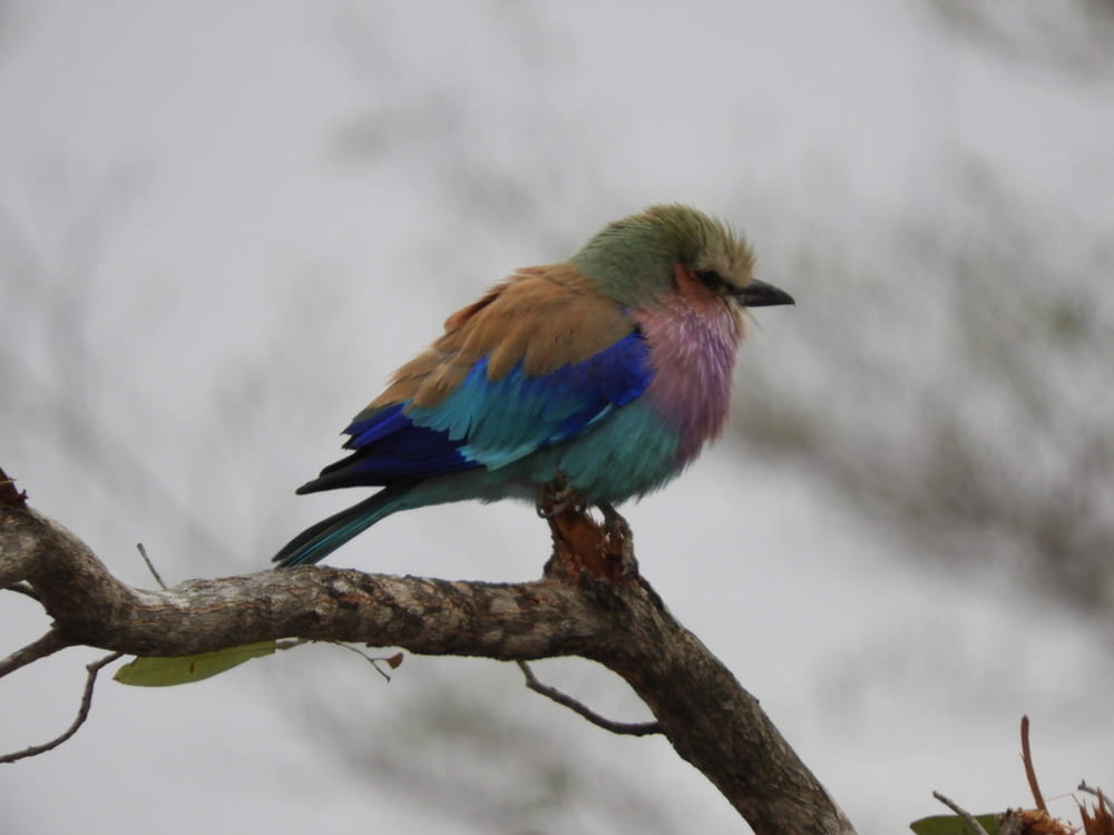 multicolored bird on tree