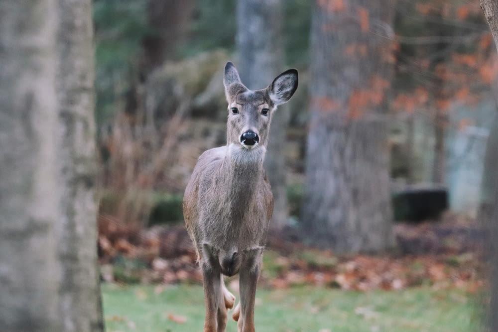 brown deer photograph