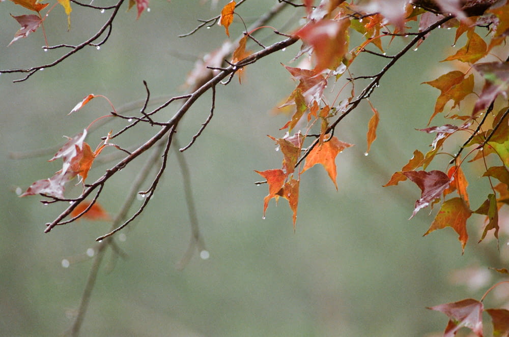 orange and green maple leaves