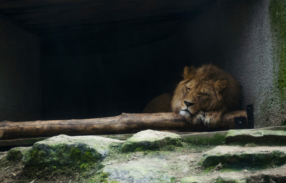 lion lying beside wall