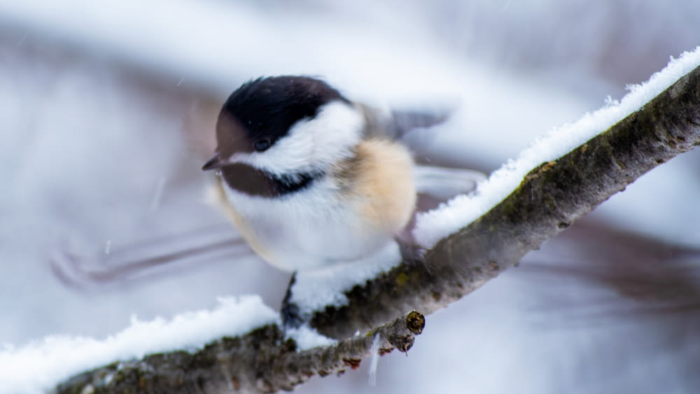 white and black bird on branch with snow