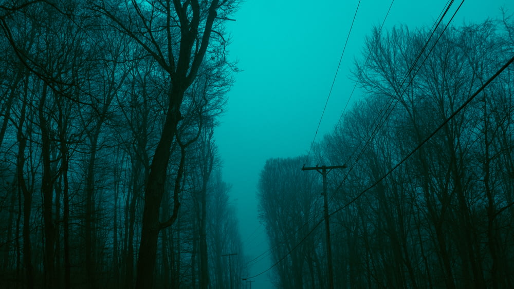 cable post surrounded with bare trees in foggy day