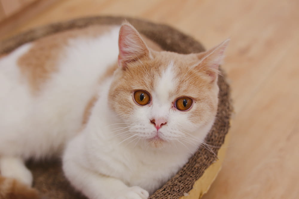 brown and white cat lying on brown pet bed