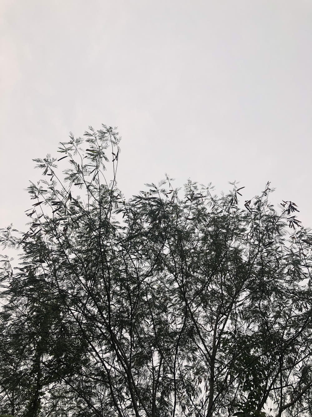 trees under white sky
