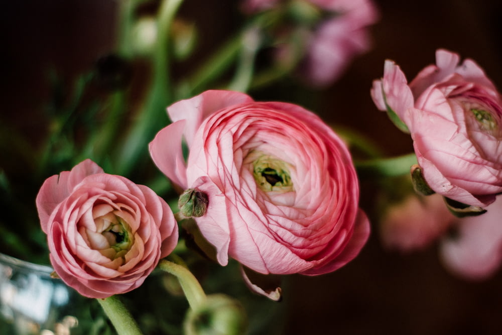 분홍색과 흰색 장미 꽃