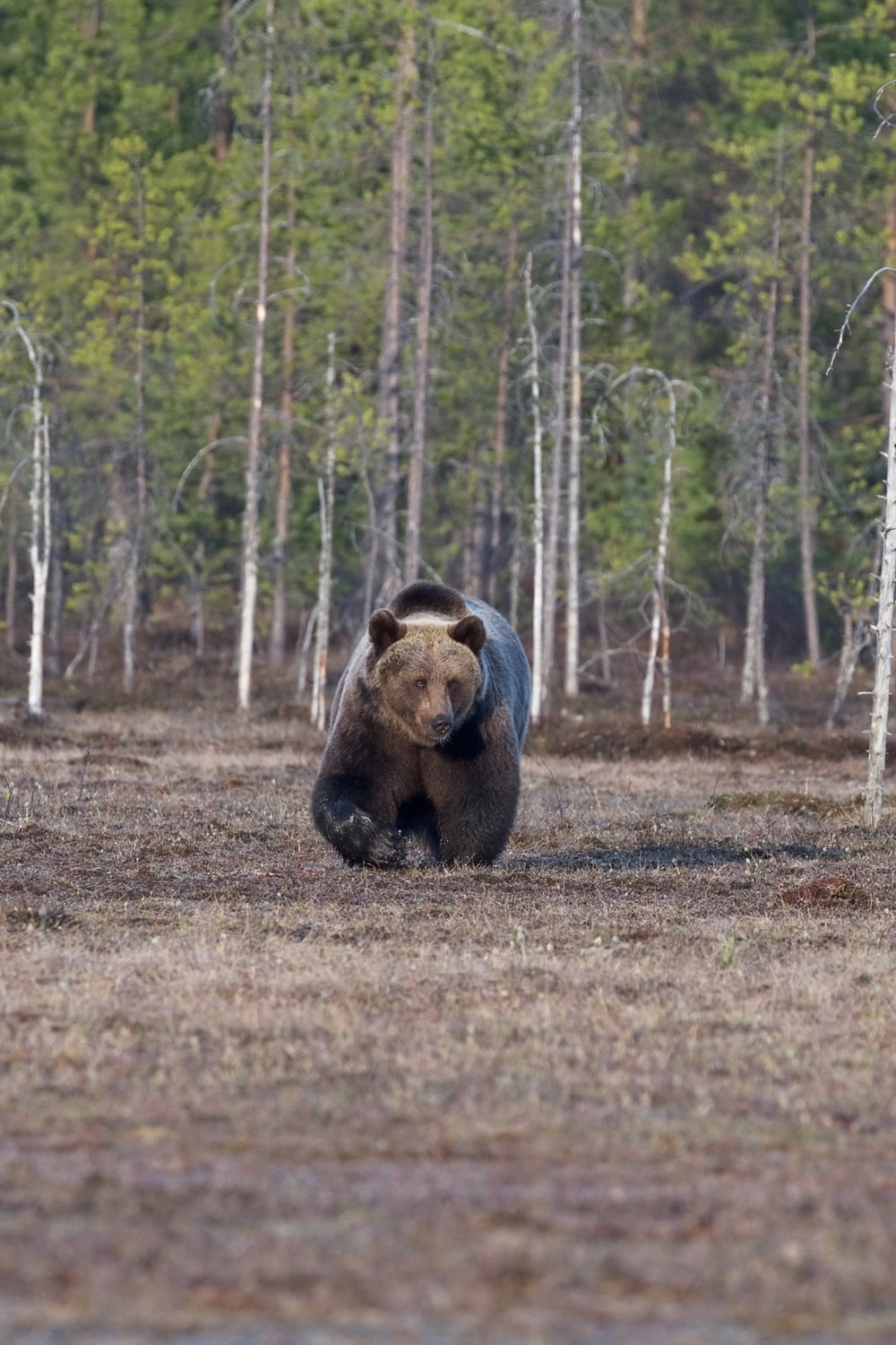 urso na floresta