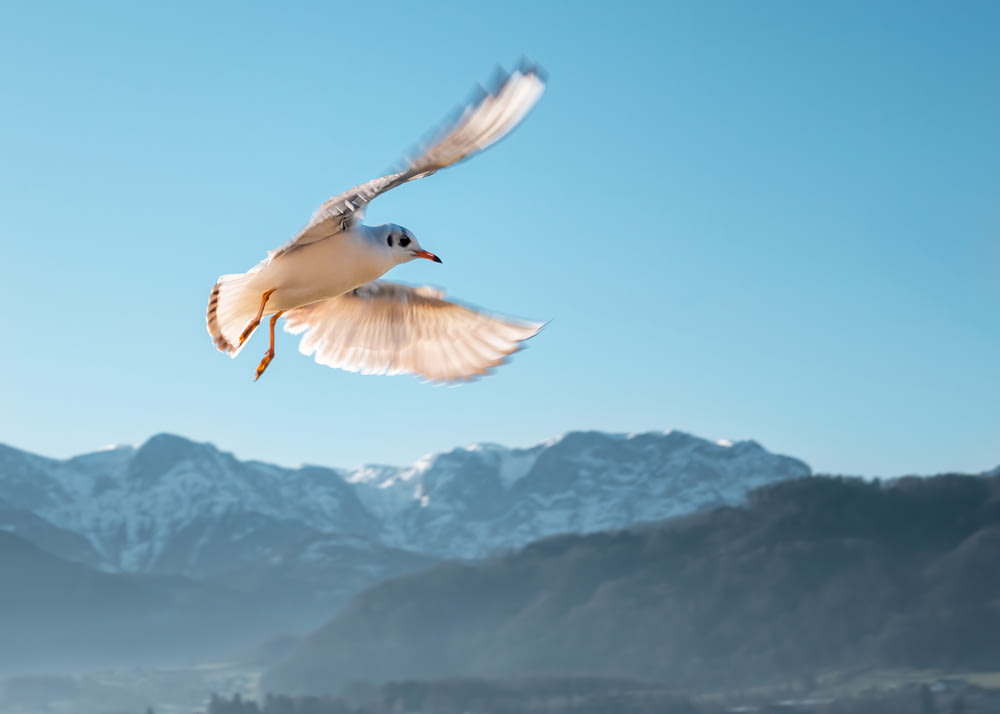 白い鳥が飛んでいる浅い焦点の写真