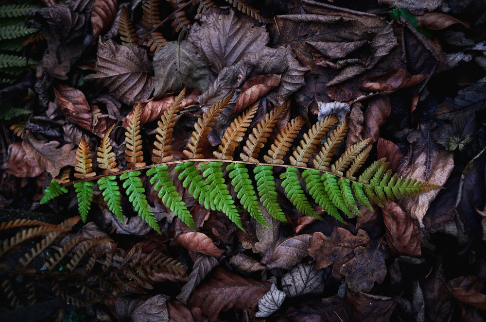 Boston fern on dried leaves
