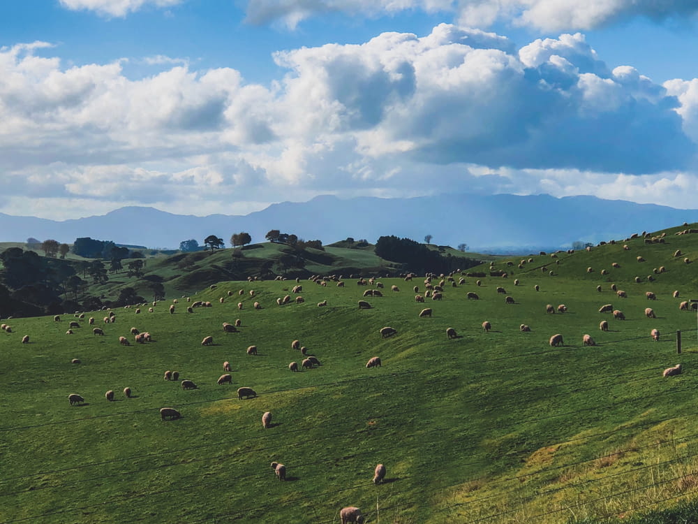 troupeau de moutons sur le champ sous le ciel bleu pendant la journée
