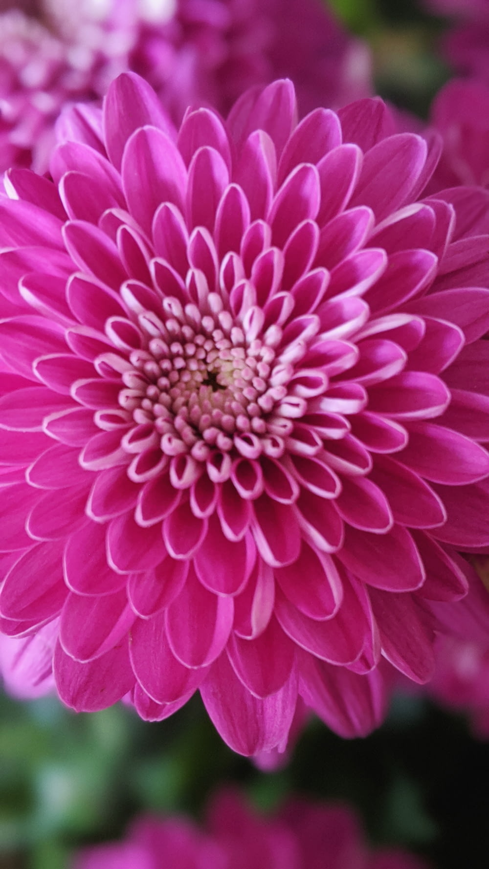 focus photography of pink chrysanthemum