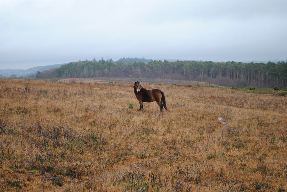 brown horse on brown field