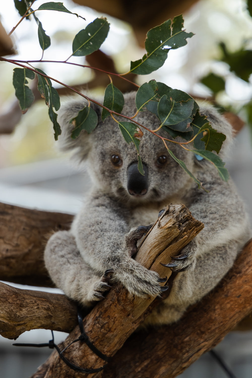 orso Koala grigio seduto sull'albero