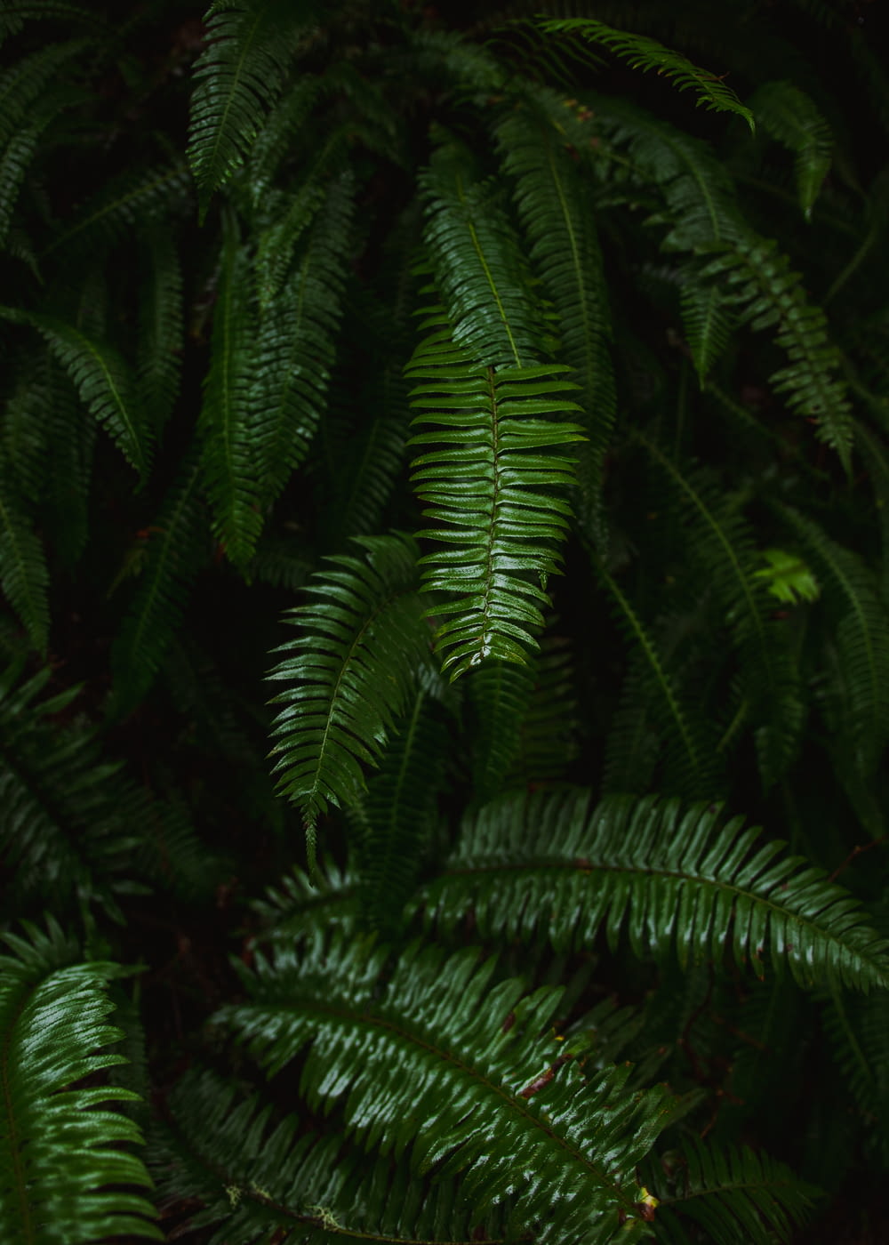closeup photography of fern plant
