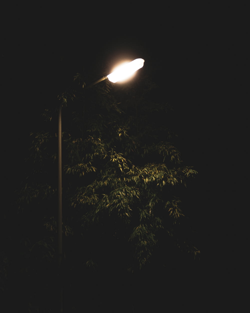 Lampadaire allumé à côté d’un arbre